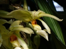 Little Bulls Orchid, Eye-Spot Orchid, Upside Down Orchid, Stanhopea oculata